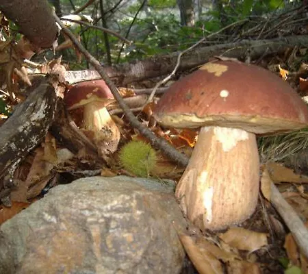 Des Sources Cevenol Le Chambon