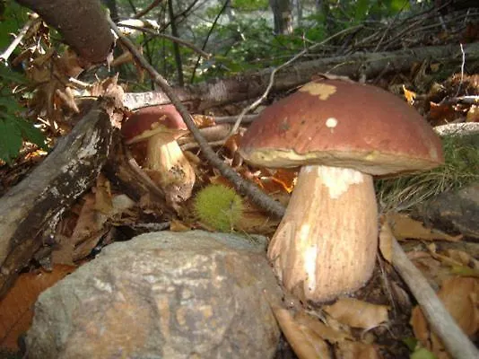 Des Sources Cévenol Chambon (Gard)